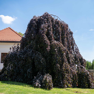 Purple Beech Tree | Fagus sylvatica 'Purple Fountain'