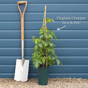 Virginia Creeper | Parthenocissus quinquefolia 'Red Wall'