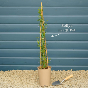 Bluebell Creeper | Sollya heterophylla 'Ultra Blue'
