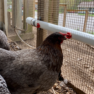 Gravity Fed Poultry Water System