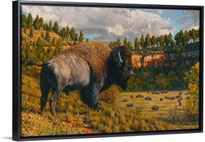 Black Hills - Bison