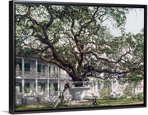 Old Oak at Hotel De Montross Biloxi Mississippi Vintage Photograph