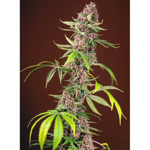Red Mandarine Samen Feminisiert