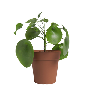 Artevasi Madagascar Flower Pots - Terracotta Colour