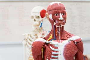 Anatomy and Physiology Review: Integumentary, Skeletal, Muscular, Nervous, Cardiovascular & Lymphatic Systems