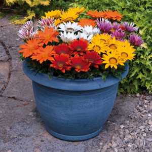 Gazania Kiss Mixed | 5 x 6cm Garden Ready Biodegradable Potted Plants