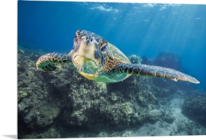 Close-Up Portrait Of A Green Sea Turtle, West Maui, Hawaii, USA