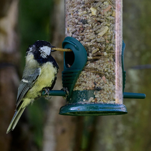 Free Eco Bird Food Seed Mix Sample