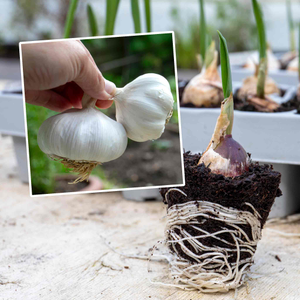 Pre-Rooted Garlic 'Mersley Wight'