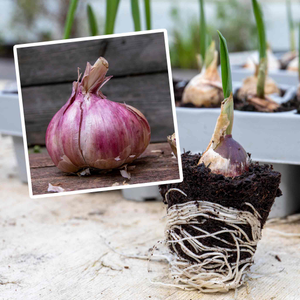 Autumn Planting Pre-Rooted Garlic 'Blushing Beauty'