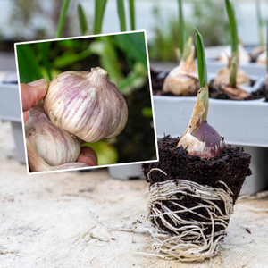 Spring Planting Pre-Rooted Garlic 'Kingsland Wight'