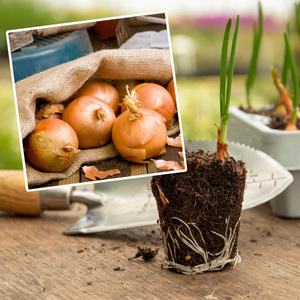 Autumn Planting Pre-Rooted Onion 'Autumn Champion'