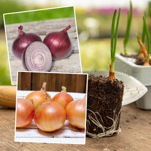 Pre-Rooted Onions Autumn 'Red and White' Mix