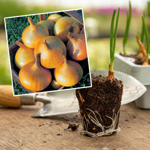 Autumn Planting Pre-Rooted Onion 'Senshyu Yellow'