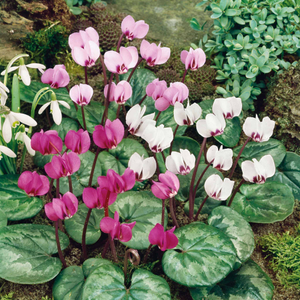 Cyclamen Coum Bulbs