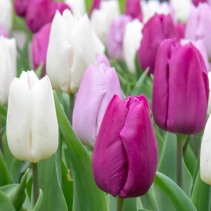Tulip Bulbs 'Regal Shades Mix'