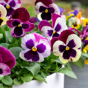 Pansy 'Matrix Cassis'