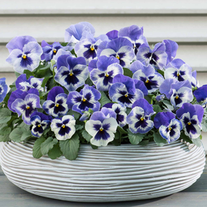 Pansy 'Matrix Marina'