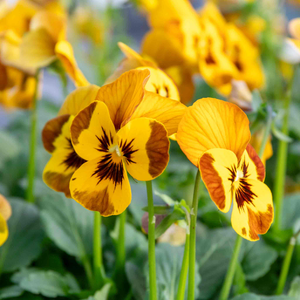 Viola 'Sorbet Honey Bee'