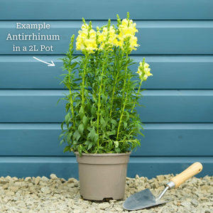 Antirrhinum 'Sonnet Orange Scarlet'