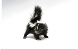 A Baby Striped Skunk From Dunbar, Nebraska