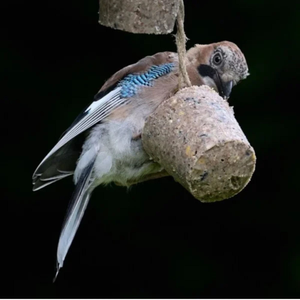 Free Eco Bird Food Suet Cake Sample