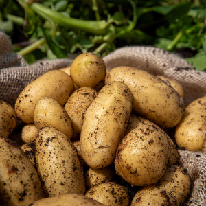 Pre-Chitted Seed Potato 'Charlotte'