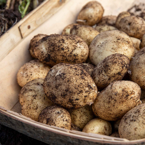 Pre-Chitted Seed Potato 'Rocket'