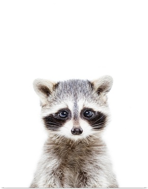Baby Racoon