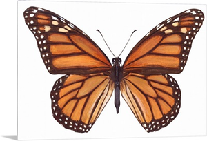 Monarch Butterfly (Danaus Plexippus), Milkweed Butterfly
