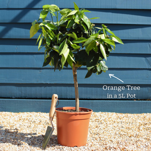 Blood Orange Tree | Citrus sinensis
