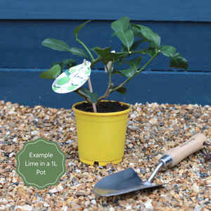Kaffir Lime Tree | Citrus hystrix