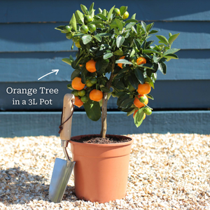 Calamondin Orange Tree | Citrus calamondin