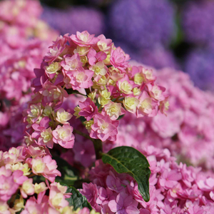 Hydrangea 'Together'