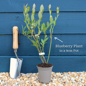 'Chandler' Blueberry Bush