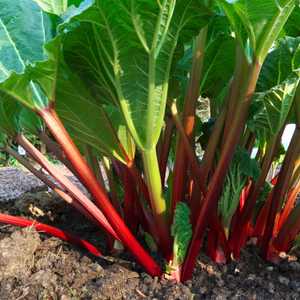'Livingstone' Rhubarb Plant