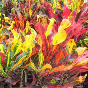 Croton Mammy