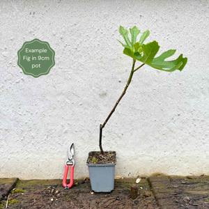 Fig Brown Turkey UK Hardy tree Edible Fruit Fragrant Outdoor plant