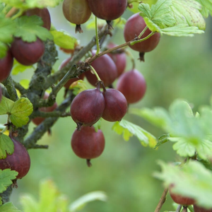 'Captivator' Gooseberry Bush