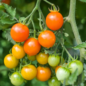 Tomato Seeds 'Orangeto' F1