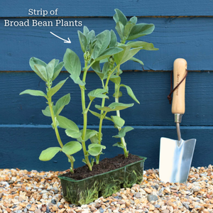 'Bunyard's Exhibition' Broad Bean Plants