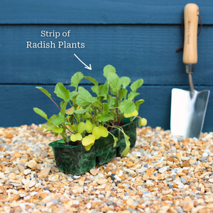 'Cherry Belle' Radish Plants