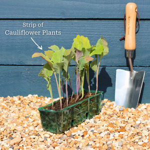 'Tirza' Cauliflower Plants