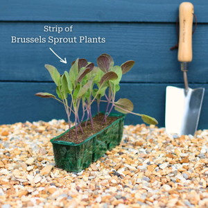 'Brilliant F1' Brussels Sprout Plants