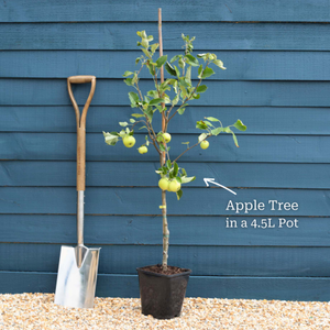 Patio Apple and Pear Trees | Perfect Partners