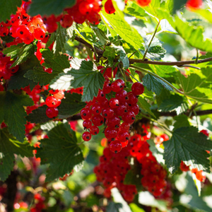 'Laxton's Number One' Redcurrant Plant