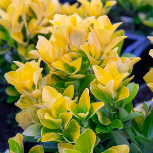 Euonymus Japonicus 'El Dorado'
