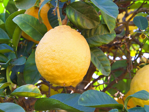 Ponderosa Lemon Bush