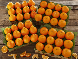 4 Trays - Golden Honeybells and Navel Oranges