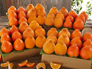 4 Trays - Honeybells & Golden Honeybells